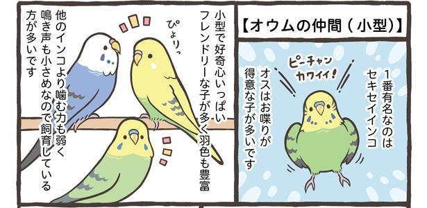 「お迎えできる鳥さんを紹介」13/24