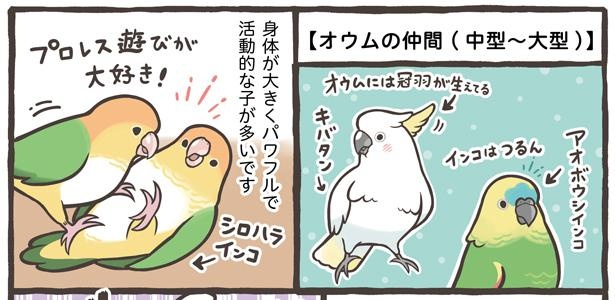 「お迎えできる鳥さんを紹介」19/24