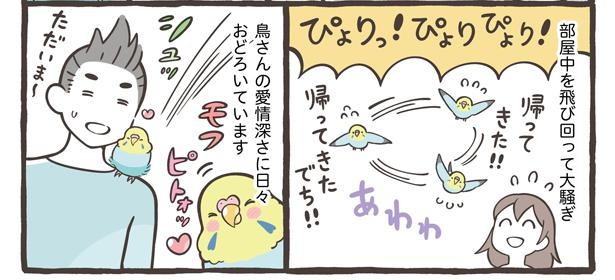 旦那さんのことが大好きなセキセイインコのメルちゃん。帰ってきた気配を感じたとたん、鳴いて飛んでの大騒ぎ！