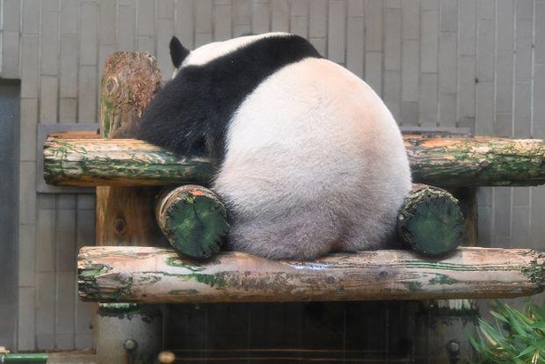 フワフワのお尻がかわいい