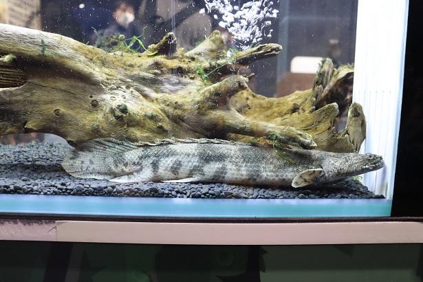 恐竜のステゴサウルスを彷彿とさせるポリプテルス・エンドリケリーなど、興味深い古代生物を展示