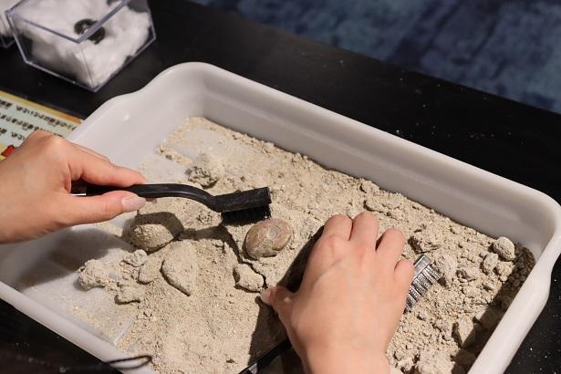 最初は硬いブラシでゴシゴシ削って、化石が見えたら柔らかいブラシで化石が傷つかないように取り出す