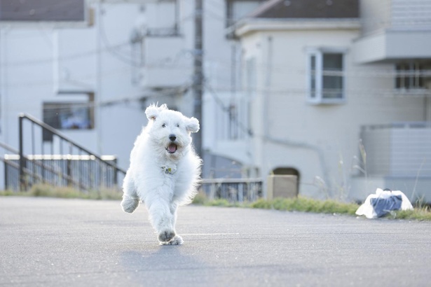 田中圭出演 犬と人との絆を描いた感動作 ハウ 動物好きが思わず共感してしまう見どころとは ウォーカープラス