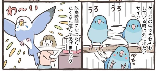 「仕草でわかる鳥さんの気持ち」6/18