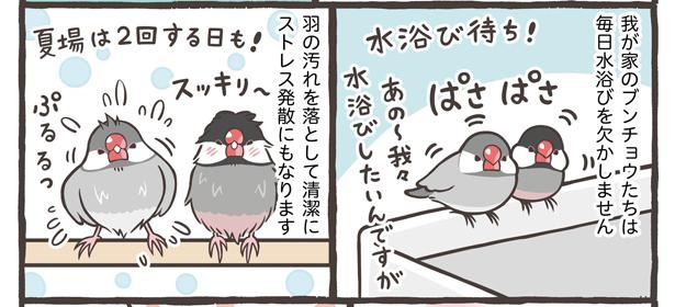 「小鳥の1日と毎日のお世話」8/18