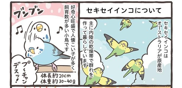 「ブンチョウとセキセイインコの違い」7/21