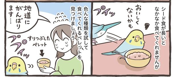 「ごはんの与え方について」12/18