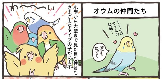 「お迎えできる鳥さんを紹介」10/24