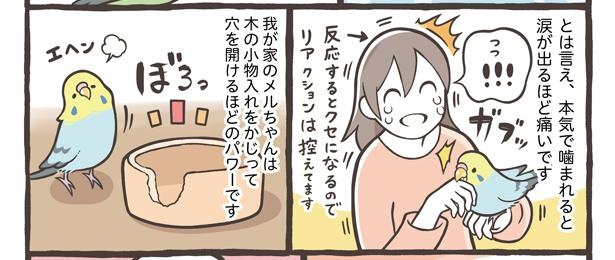 「お迎えできる鳥さんを紹介」14/24