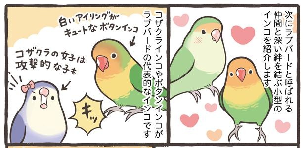 「お迎えできる鳥さんを紹介」16/24