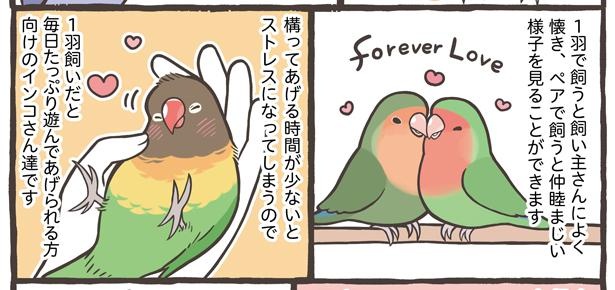 「お迎えできる鳥さんを紹介」17/24