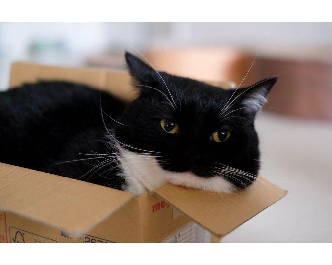 Twitterフォロワー27万人の超人気猫、ミヌエット「うに」くん独自の夏の過ごし方とは