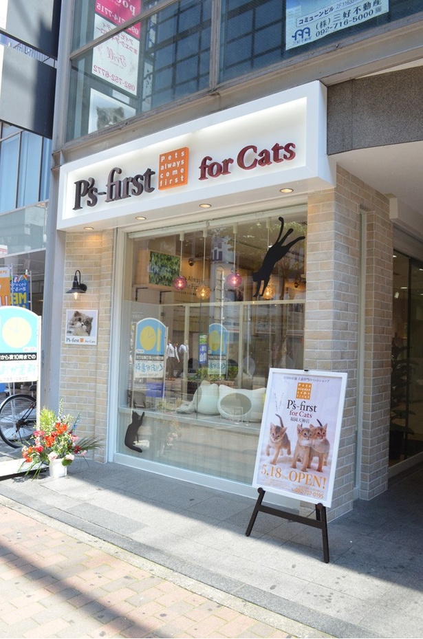 サザン通り沿いにオープンしたお店。外からもかわいい子ネコの姿を見ることができる