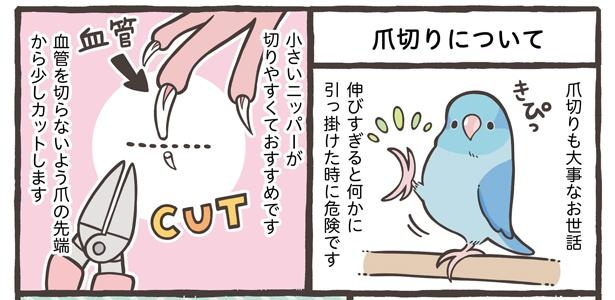 「小鳥の1日と毎日のお世話」13/18