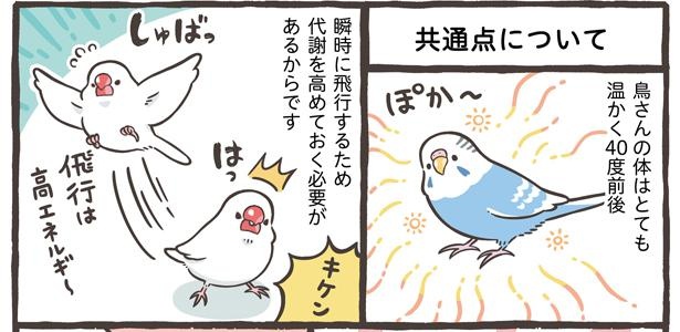 「ブンチョウとセキセイインコの違い」13/21