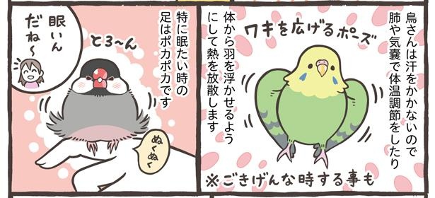 「ブンチョウとセキセイインコの違い」14/21