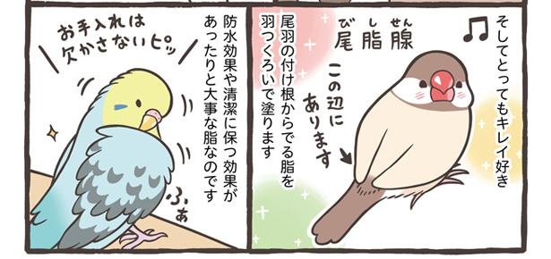「ブンチョウとセキセイインコの違い」18/21