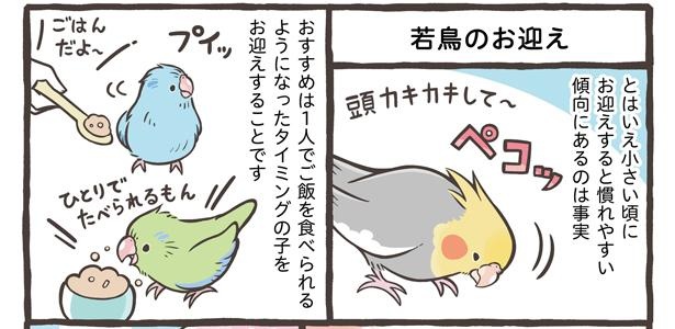 「鳥さんをお迎えするタイミング」7/15
