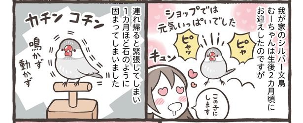 「鳥さんをお迎えするタイミング」14/15