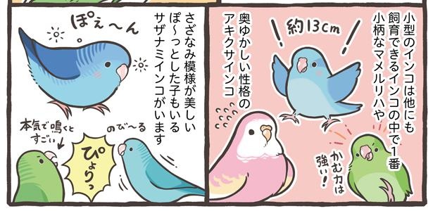 「お迎えできる鳥さんを紹介」18/24