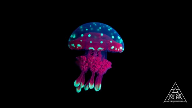 タコクラゲの蛍光はとてもキュートな色合い
