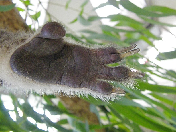 後ろ足も木に登りやすい形状になっている。人差し指と中指がくっついたようになっているのもコアラならでは