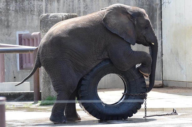 タイヤで遊ぶ砥愛。動物園ではこんな楽しい姿も見られる