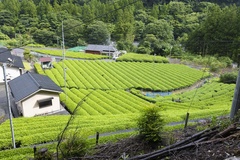「外の景色を見ていると、いろんなところにお茶畑があるよね。静岡と言ったらお茶なんだって！」トビーの説明を聞きながら景色を眺めると、さらに思い出深いひと時に