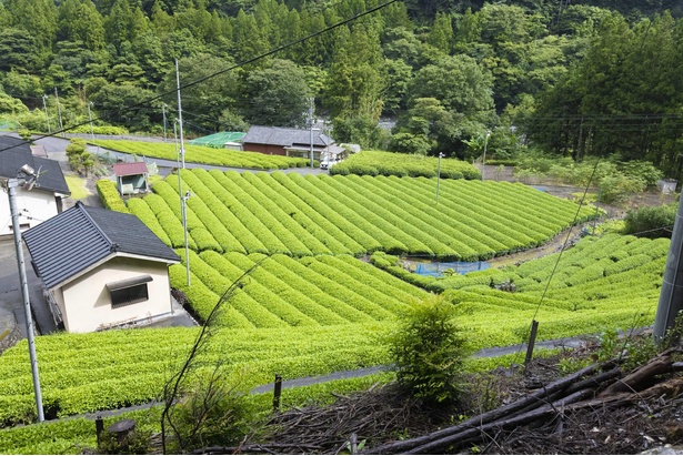 「外の景色を見ていると、いろんなところにお茶畑があるよね。静岡と言ったらお茶なんだって！」トビーの説明を聞きながら景色を眺めると、さらに思い出深いひと時に