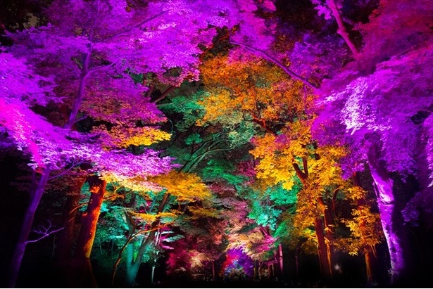 【写真を見る】玖島崎樹叢では、木々と城跡の石垣が光り輝く演出が登場。放射状に広がっていく光の変化を楽しむことができる