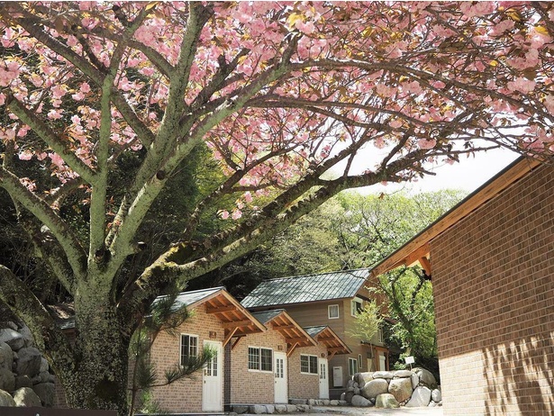 6畳と10畳のバンガローが並ぶエリア。春に満開となる八重桜は見応えあり