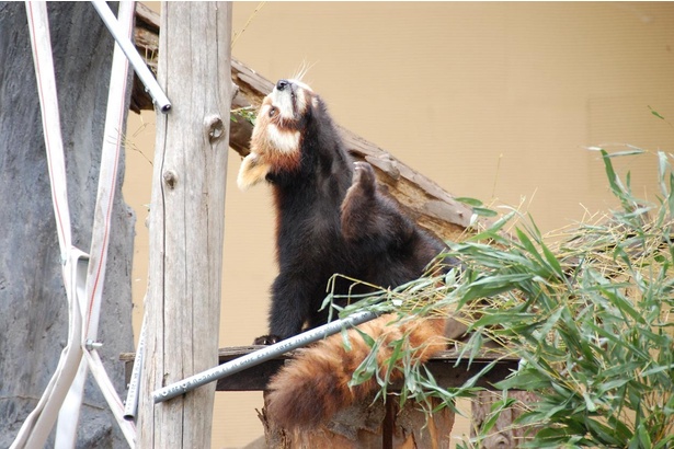 旭山動物園・食事中のレッサーパンダ