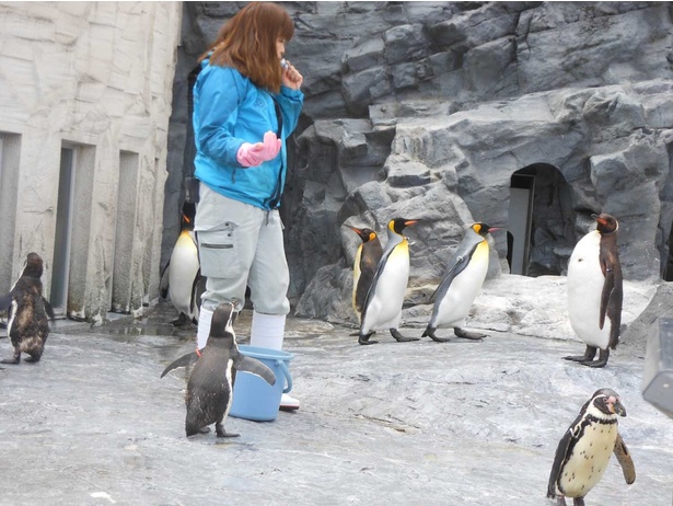 旭山動物園・ペンギンのもぐもぐタイムのようす