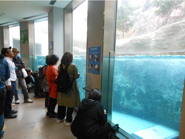 旭山動物園・「ほっきょくぐま館」のもぐもぐタイムはすぐに観覧客で埋まる