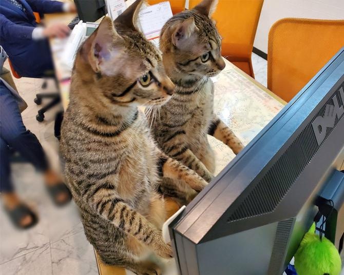 「これは興味深いニャ…」猫動画に見入る姿がかわいすぎ！不動産会社に出勤する見た目そっくりな兄弟ニャンズの見分け方とは!?