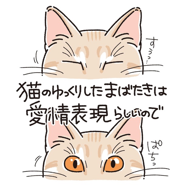 猫のまばたき(1)