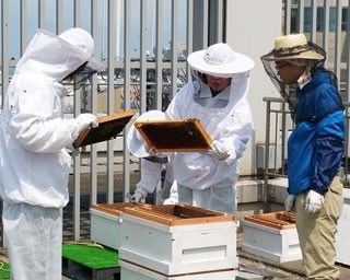 天神の屋上でハチミツ作り!?福岡三越が都市養蜂をスタート