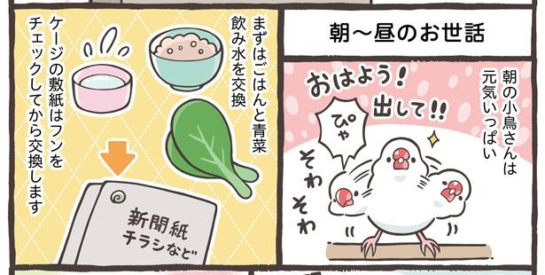 「小鳥の1日と毎日のお世話」2/18