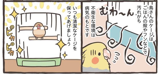 「小鳥の1日と毎日のお世話」18/18
