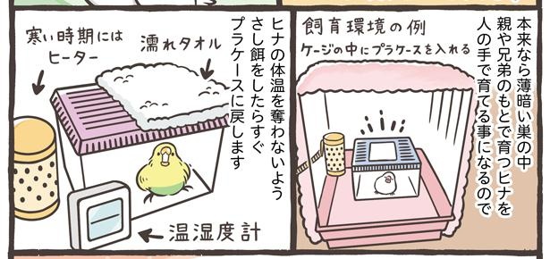 「鳥さんをお迎えするタイミング」5/15