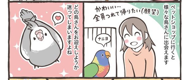 「お迎えできる鳥さんを紹介」2/24