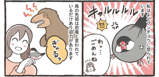 「お迎えできる鳥さんを紹介」6/24