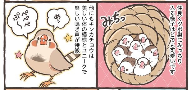 「お迎えできる鳥さんを紹介」8/24