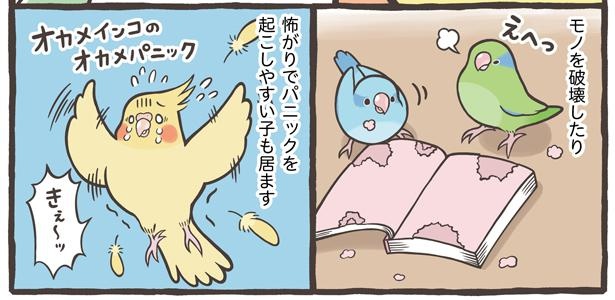 「お迎えできる鳥さんを紹介」12/24