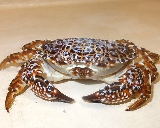 超危険生物が新たに登場！「毒毒毒毒毒毒毒毒毒展・痛」が開催延長