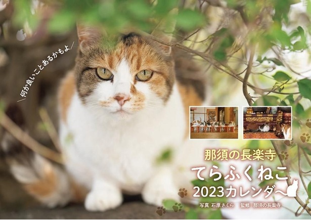 2023年をお寺の猫たちが彩るカレンダーも同時発売！