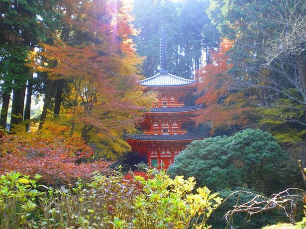 朝日に映える紅葉と三重塔、神秘的な雰囲気が漂う