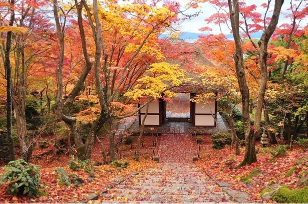 参道までの道のりが一面の紅葉で飾られる／常寂光寺