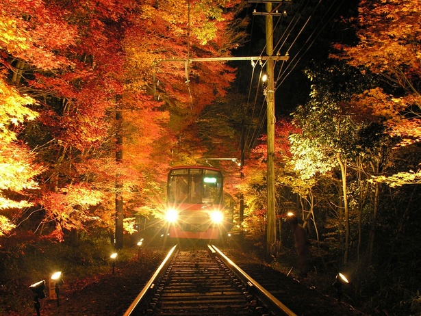 トンネルのような紅葉の中を列車が走ってゆく／もみじのトンネル