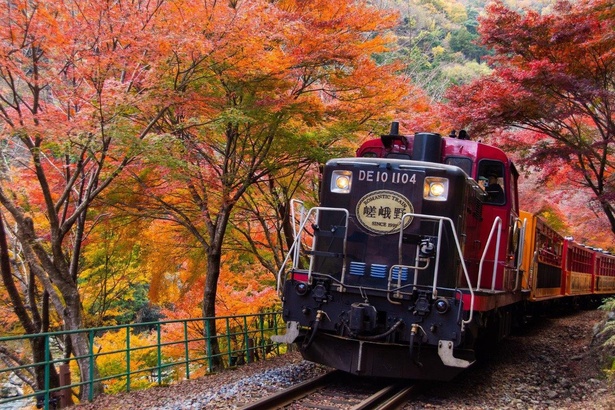 鮮やかに色づく紅葉の近くを走るトロッコ列車／嵯峨野トロッコ列車